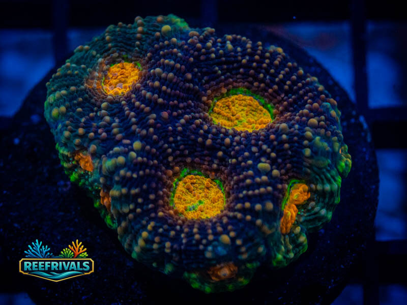 UC Gummy Bear Acan Enchinata WYSIWYG coral image | ReefRivals UC Gummy Bear Acan Enchinata coral image from ReefRivals, listed as Micromussa sp. and Acans