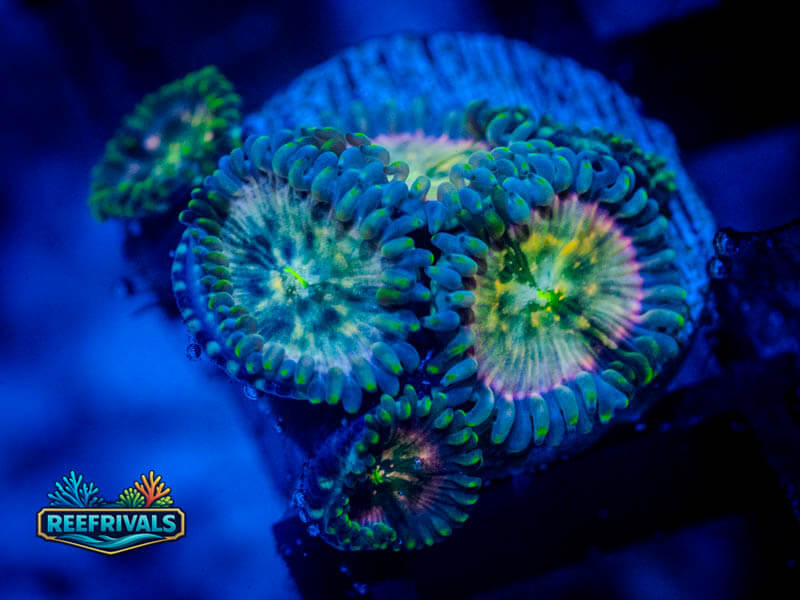 ARC Hawaiian Ding Dang Zoa coral image from ReefRivals, listed as Zoanthus sp. and Zoas