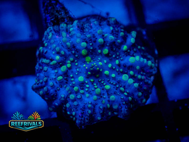 RVL Green Nerds Disco WYSIWYG coral image | ReefRivals RVL Green Nerds Disco coral image from ReefRivals, listed as Discosoma sp. and Mushrooms