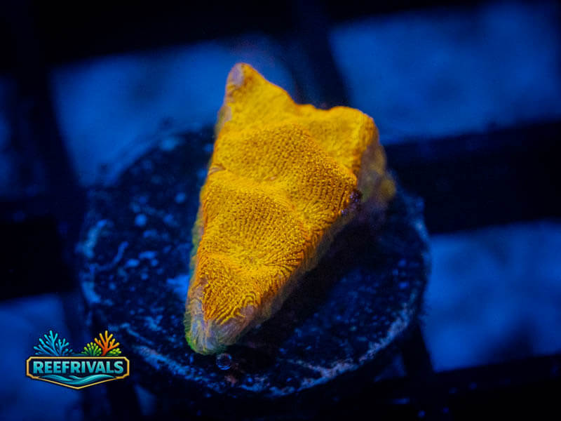 RVL 24K Gold Lepto WYSIWYG coral image | ReefRivals RVL 24K Gold Lepto coral image from ReefRivals, listed as Leptoseris sp. and Encrusting