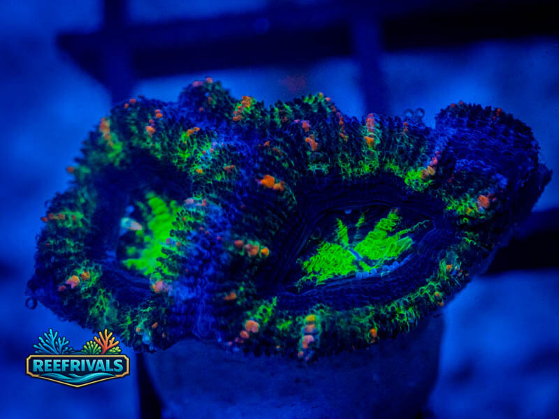 RVL Stardancer Acan Lord WYSIWYG coral image | ReefRivals RVL Stardancer Acan Lord coral image from ReefRivals, listed as Micromussa sp. and Acans