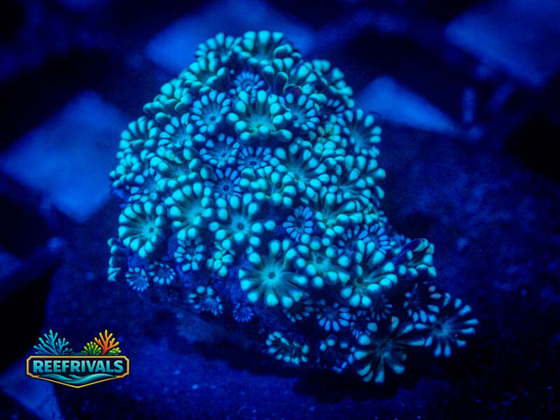 ARC Doublemint Alveopora WYSIWYG coral image | ReefRivals ARC Doublemint Alveopora coral image from ReefRivals, listed as Alveopora sp. and LPS Fleshy