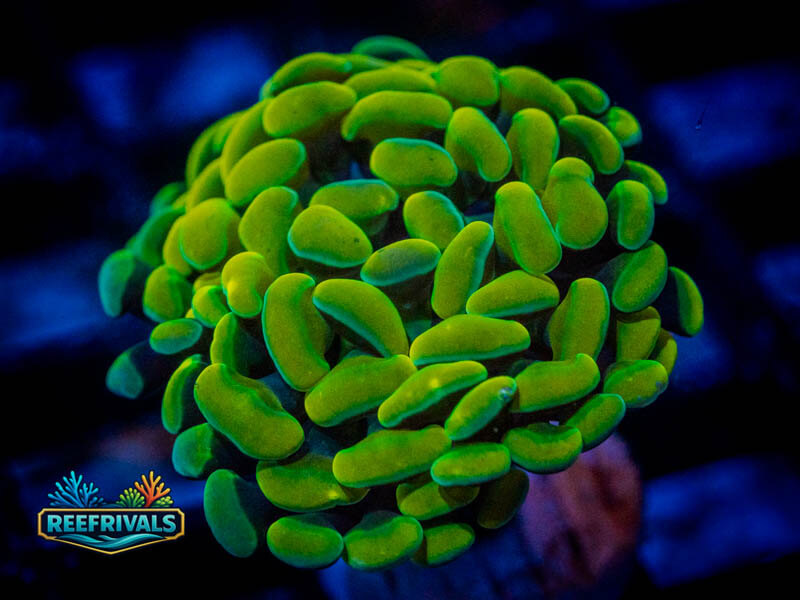 ECC Lemon Drop Hammer coral image from ReefRivals, listed as Fimbriaphyllia ancora and Hammers