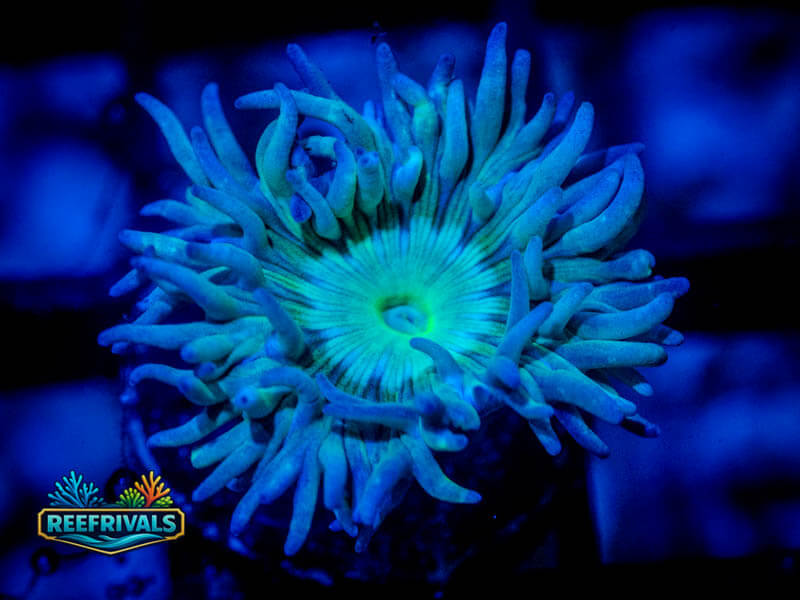RVL Splunkin' Duncan coral image from ReefRivals, listed as Duncanopsammia axifuga and Duncans