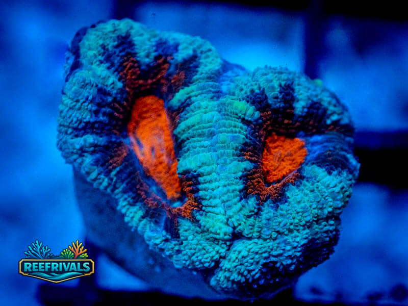 RVL Time Warp Acan Lord WYSIWYG coral image | ReefRivals RVL Time Warp Acan Lord coral image from ReefRivals, listed as Micromussa sp. and Acans