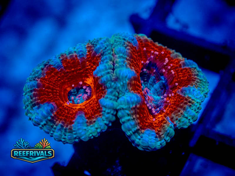 RVL Strawberry Winter Acan Lord WYSIWYG coral image | ReefRivals RVL Strawberry Winter Acan Lord coral image from ReefRivals, listed as Micromussa sp. and Acans