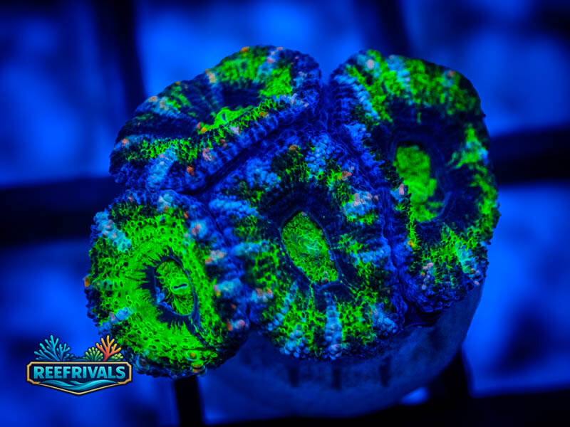 RVL Aussie Toxic Acan Lord coral image from ReefRivals, listed as Micromussa sp. and Acans