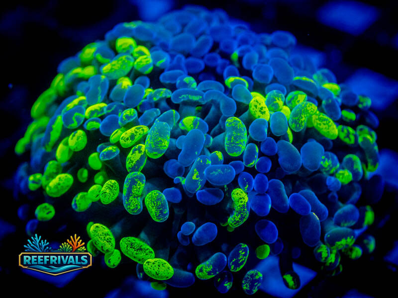 ECC Toxic Splatter Hammer (Big) coral image from ReefRivals, listed as Fimbriaphyllia ancora and Hammers
