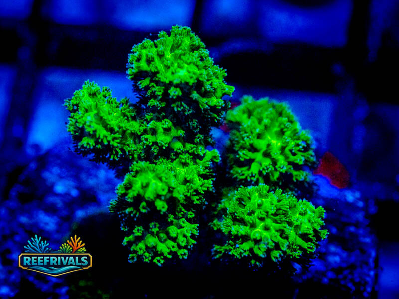 RVL Neon Green Pocillopora coral image from ReefRivals, listed as Pocillopora sp. and SPS Branching