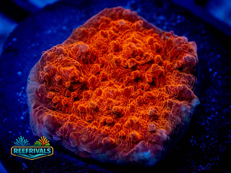 RVL Flowing Lava Chalice WYSIWYG coral image | ReefRivals RVL Flowing Lava Chalice coral image from ReefRivals, listed as Echinophyllia sp. and Chalices