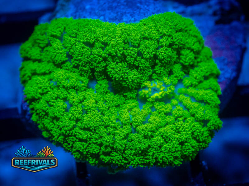 RVL Green Rhodactis coral image from ReefRivals, listed as Rhodactis spp. and Mushrooms