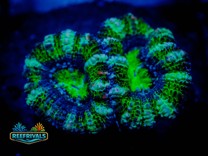 RVL Ultron Acan Lord WYSIWYG coral image | ReefRivals RVL Ultron Acan Lord coral image from ReefRivals, listed as Micromussa sp. and Acans