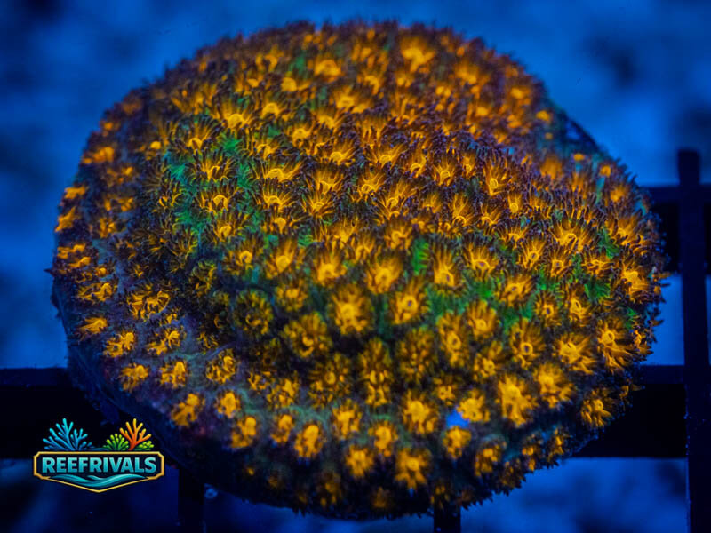 JF John Deere Leptastrea (Overgrown) coral image from ReefRivals, listed as Leptastrea sp. and Encrusting