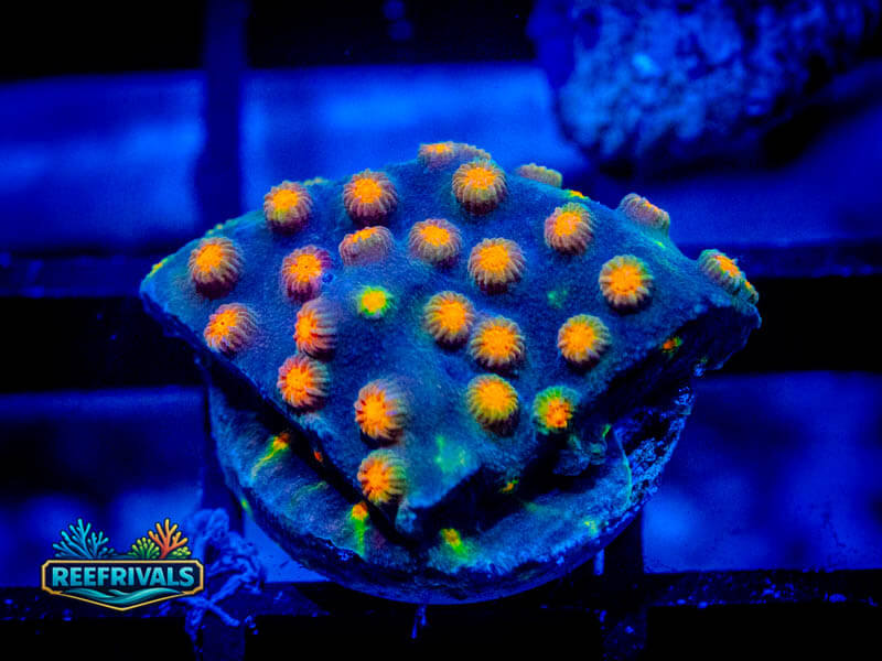 CB Monet Madness Cyphastrea WYSIWYG coral image | ReefRivals CB Monet Madness Cyphastrea coral image from ReefRivals, listed as Cyphastrea sp. and Encrusting