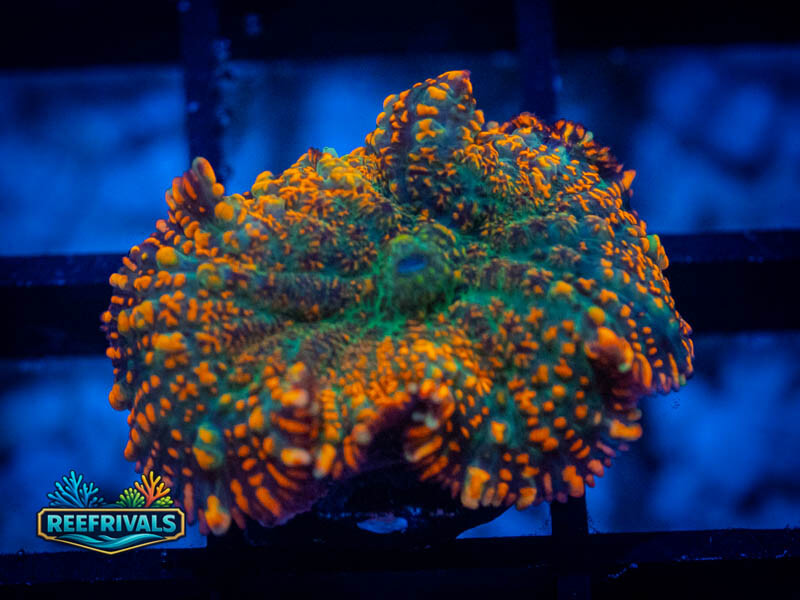 RVL Forest Fire Rhodactis coral image from ReefRivals, listed as Rhodactis spp. and Mushrooms