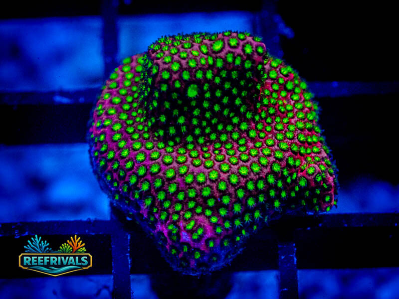 RVL Electric Daisy Stylo WYSIWYG coral image | ReefRivals RVL Electric Daisy Stylo coral image from ReefRivals, listed as Stylocoeniella spp. and Encrusting
