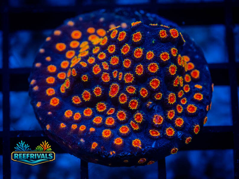 WWC Bizarro (Overgrown) WYSIWYG coral image | ReefRivals WWC Bizarro (Overgrown) coral image from ReefRivals, listed as Cyphastrea sp. and Soft Coral