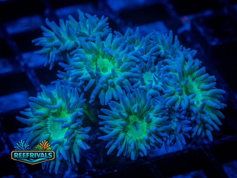 RVL Branching Duncan (Mini-Colony) WYSIWYG coral image | ReefRivals RVL Branching Duncan (Mini-Colony) coral image from ReefRivals, listed as Duncanopsammia axifuga and Duncans