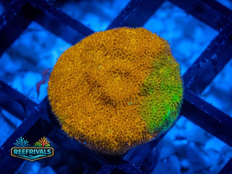 TSA Watermelon Psammocora coral image from ReefRivals, listed as Psammocora sp. and Encrusting
