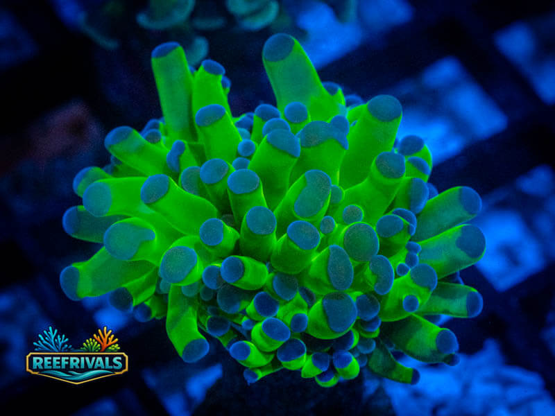 RVL Neon Frammer WYSIWYG coral image | ReefRivals RVL Neon Frammer coral image from ReefRivals, listed as Fimbriaphyllia ancora and Soft Coral