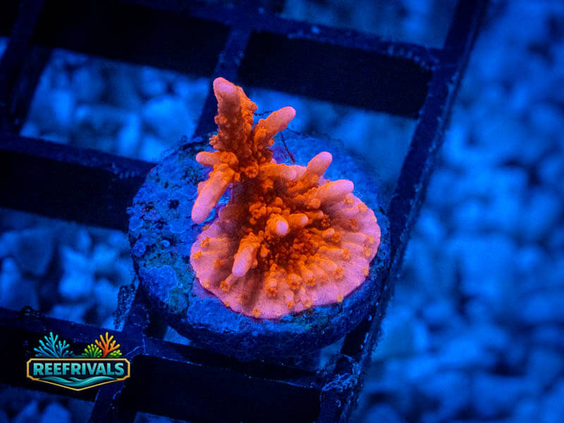 JF Fire Starter Monti coral image from ReefRivals, listed as Montipora sp. and Montis