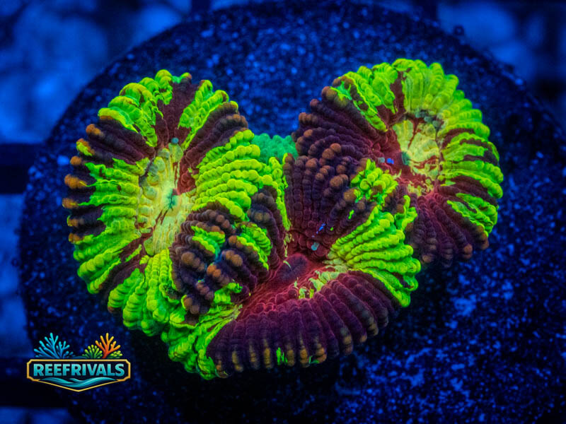 RVL Mikey Likes It Favia WYSIWYG coral image | ReefRivals RVL Mikey Likes It Favia coral image from ReefRivals, listed as Favia sp. and Favias