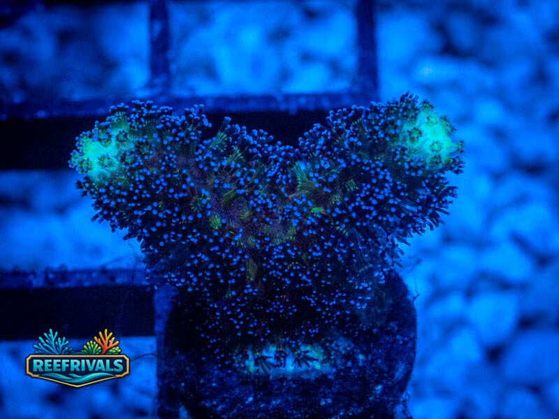 RVL Bluebird Pocillopora coral image from ReefRivals, listed as Pocillopora sp. and SPS Branching