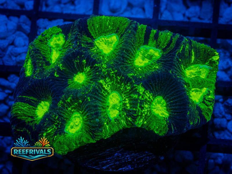 RVL Toxic Oil Spill (Big) WYSIWYG coral image | ReefRivals RVL Toxic Oil Spill (Big) coral image from ReefRivals, listed as Micromussa sp. and Acans