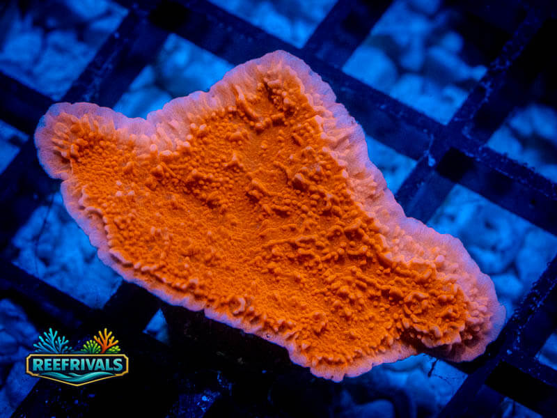 RVL Candy Cap Monti WYSIWYG coral image | ReefRivals RVL Candy Cap Monti coral image from ReefRivals, listed as Montipora sp. and Montis