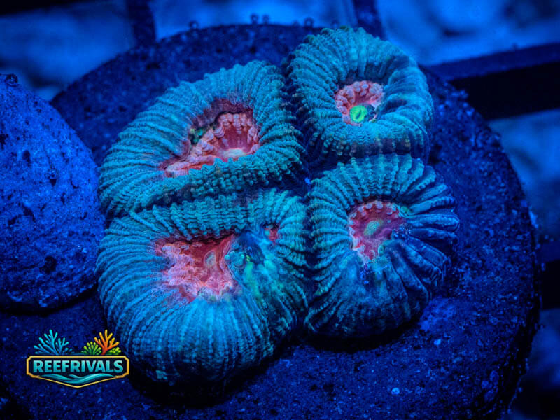 RVL Pink Moon Favia coral image from ReefRivals, listed as Favia sp. and Favias