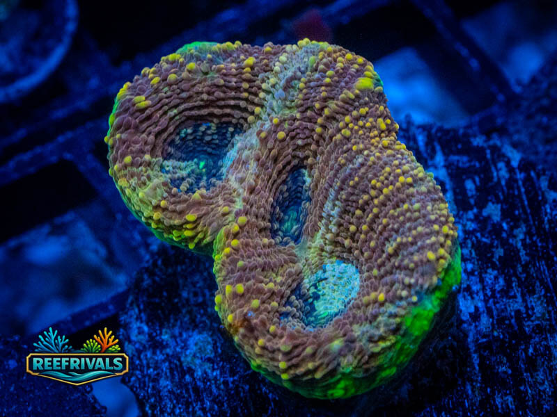 RVL Sandstorm Acan Enchinata coral image from ReefRivals, listed as Micromussa sp. and Acans