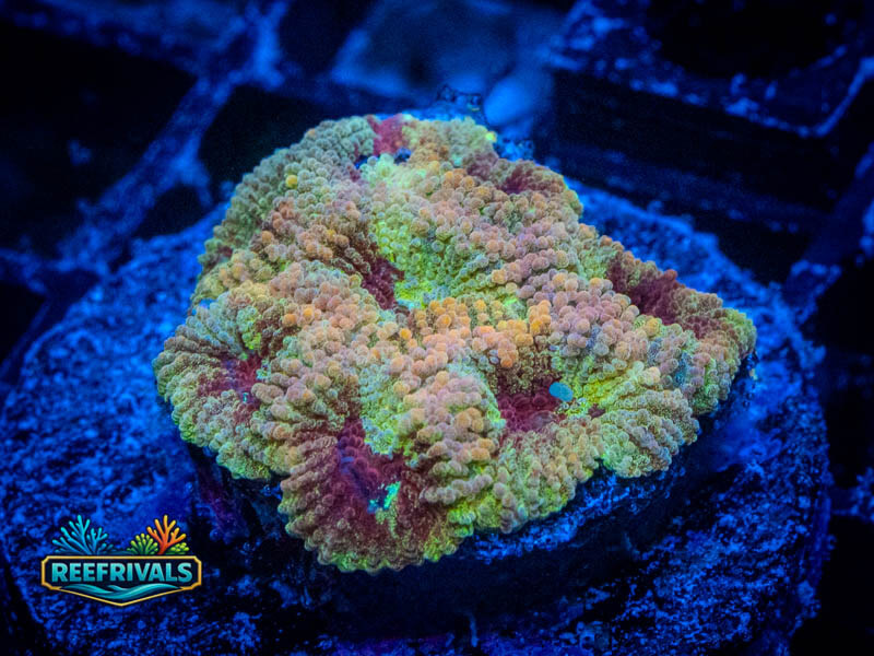RVL Glitter Bomb Favia WYSIWYG coral image | ReefRivals RVL Glitter Bomb Favia coral image from ReefRivals, listed as Favia sp. and Favias