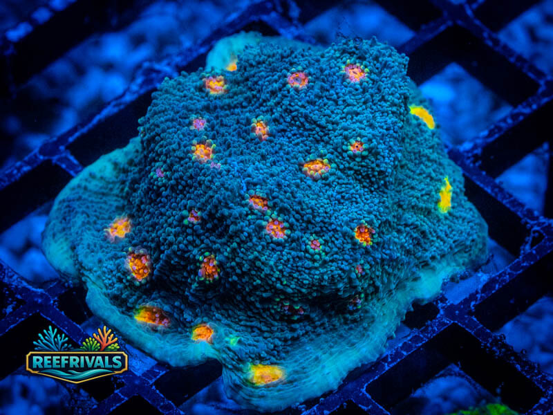 WWC Miami Hurricane Chalice (Overgrown) WYSIWYG coral image | ReefRivals WWC Miami Hurricane Chalice (Overgrown) coral image from ReefRivals, listed as Echinophyllia sp. and Chalices