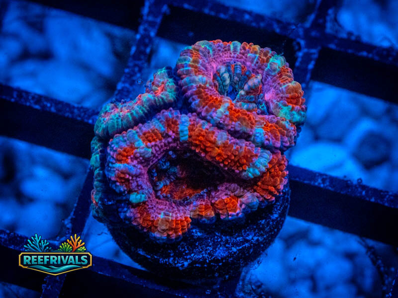 RVL Rainbow Acan Lord WYSIWYG coral image | ReefRivals RVL Rainbow Acan Lord coral image from ReefRivals, listed as Micromussa sp. and Acans