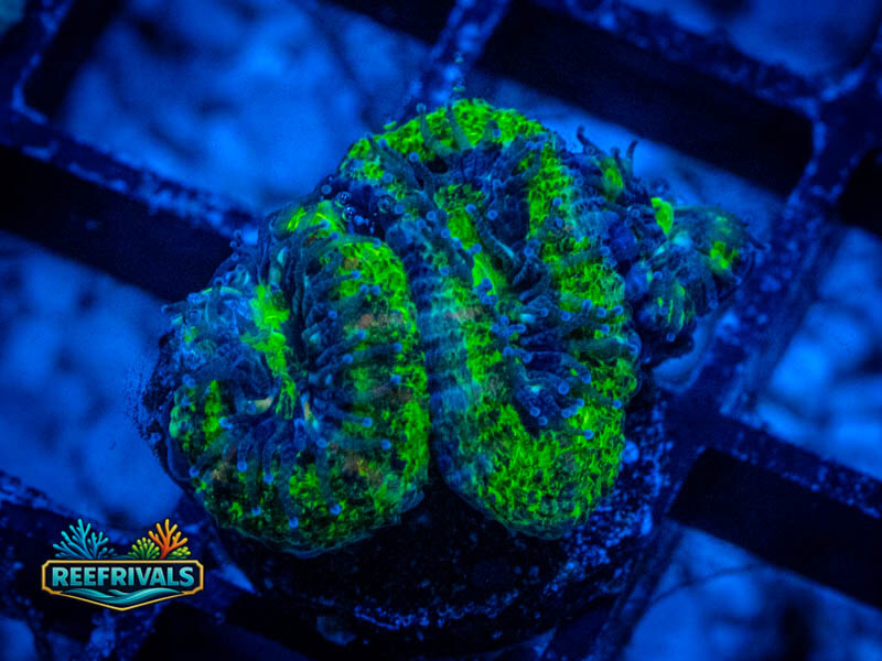 RVL Limeade Acan Lord WYSIWYG coral image | ReefRivals RVL Limeade Acan Lord coral image from ReefRivals, listed as Micromussa sp. and Acans