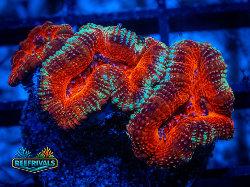 RVL Old Glory Acan Lord WYSIWYG coral image | ReefRivals RVL Old Glory Acan Lord coral image from ReefRivals, listed as Micromussa sp. and Acans