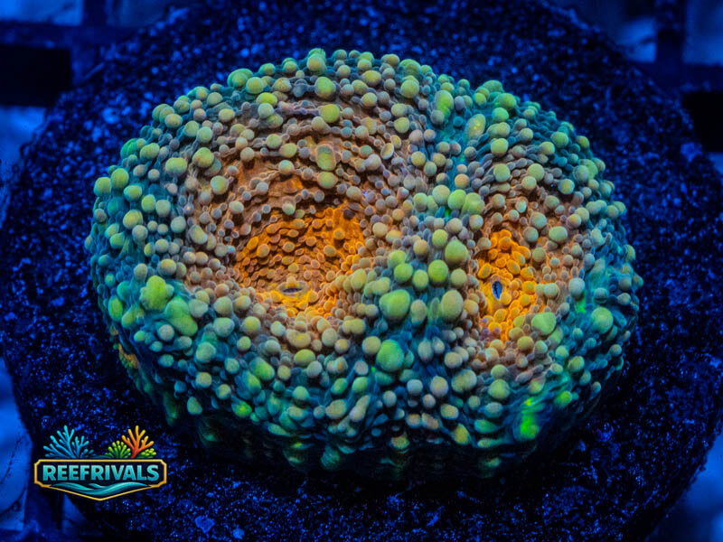RVL Flinstones Acan Enchinata coral image from ReefRivals, listed as Micromussa sp. and Acans