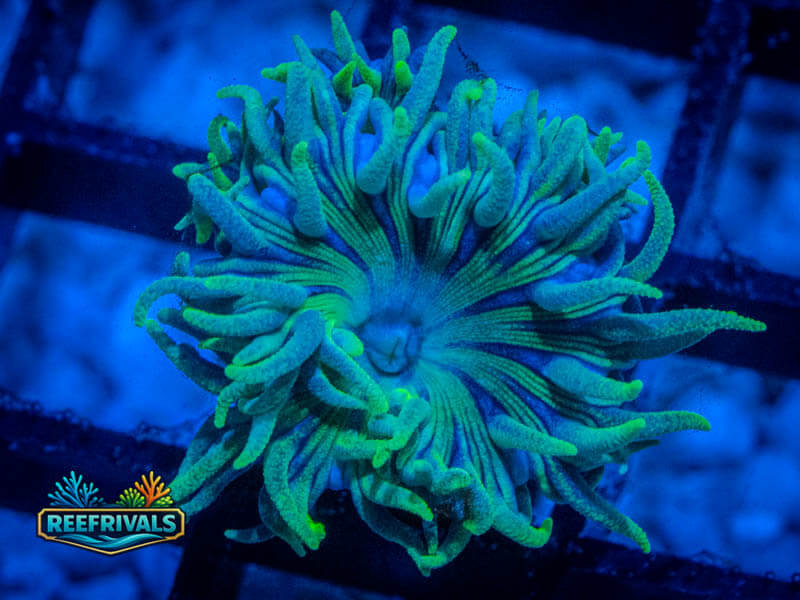 RVL Spirit Keeper Duncan WYSIWYG coral image | ReefRivals RVL Spirit Keeper Duncan coral image from ReefRivals, listed as Duncanopsammia axifuga and Duncans