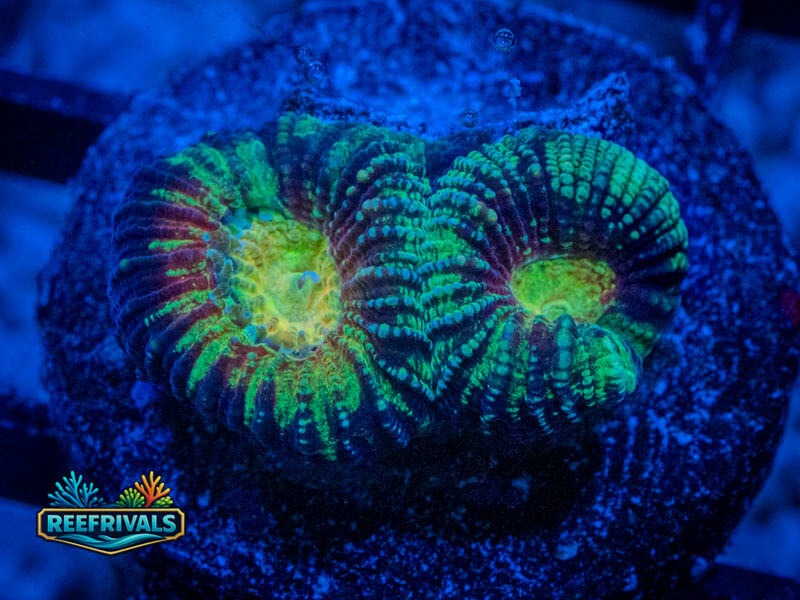 WWC Diversity Favia coral image from ReefRivals, listed as Favia sp. and Favias