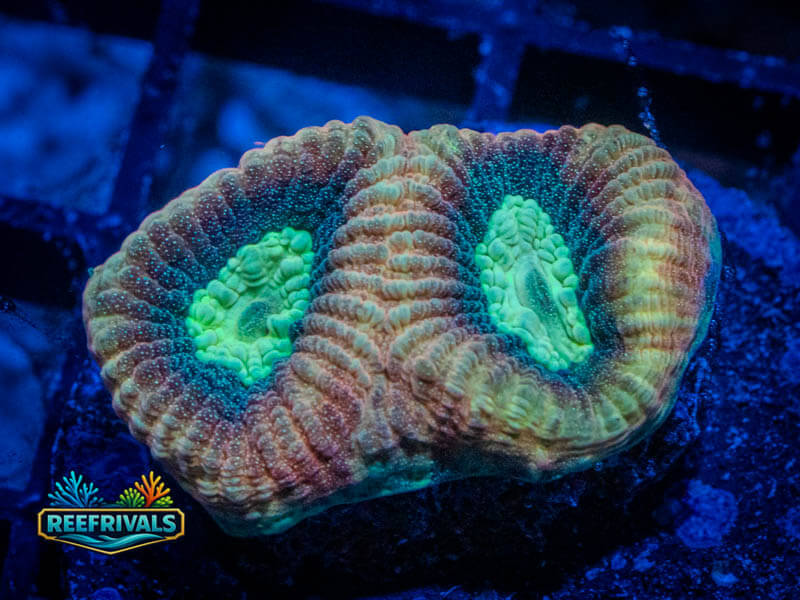 RVL Dragon Slayer Favia WYSIWYG coral image | ReefRivals RVL Dragon Slayer Favia coral image from ReefRivals, listed as Favia sp. and Favias
