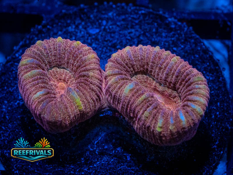 RVL Pretty N' Pink Favia WYSIWYG coral image | ReefRivals RVL Pretty N' Pink Favia coral image from ReefRivals, listed as Favia sp. and Favias