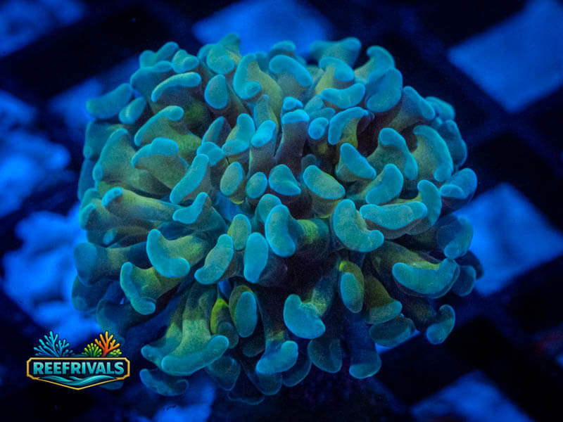 RVL Silk Road Hammer coral image from ReefRivals, listed as Fimbriaphyllia ancora and Hammers