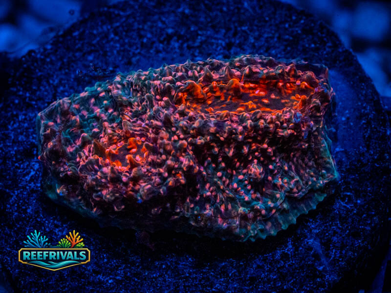 WWC Cherry Garcia Chalice coral image from ReefRivals, listed as Echinophyllia sp. and Chalices