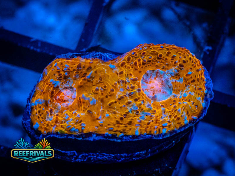 WWC Fanta Chalice coral image from ReefRivals, listed as Echinophyllia sp. and Chalices