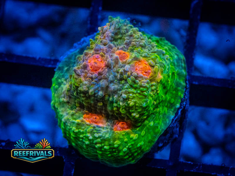ECC Mummy Eye Chalice coral image from ReefRivals, listed as Echinophyllia sp. and Chalices