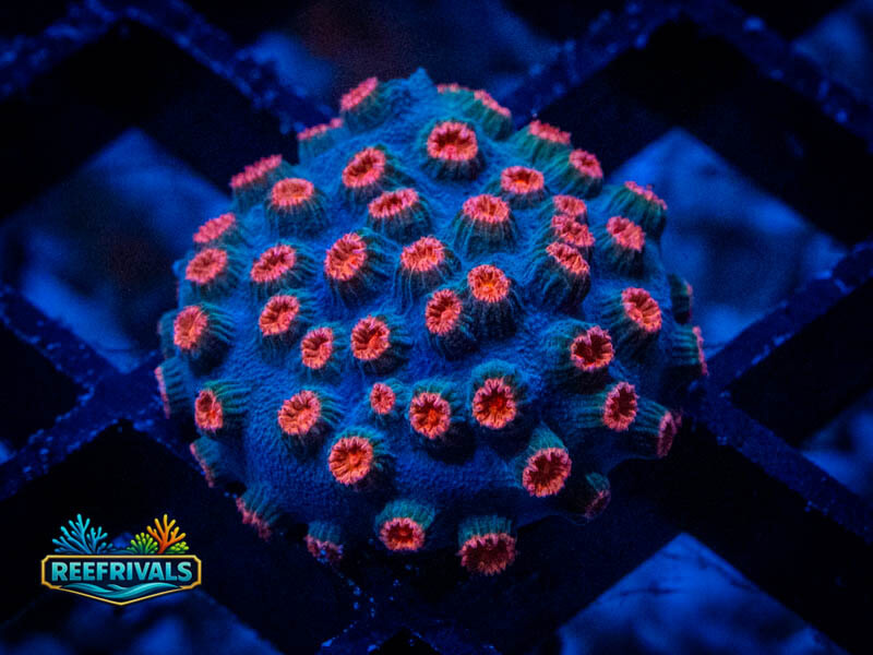 ECC Meteor Shower Cyphastrea coral image from ReefRivals, listed as Cyphastrea sp. and Encrusting