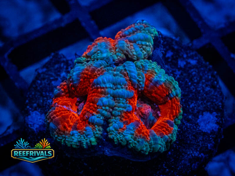 RVL Ripple Effect Acan Lord WYSIWYG coral image | ReefRivals RVL Ripple Effect Acan Lord coral image from ReefRivals, listed as Micromussa sp. and Acans