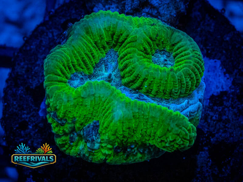 Rvl Green Platy coral image from ReefRivals, listed as Platygyra sp. and Encrusting