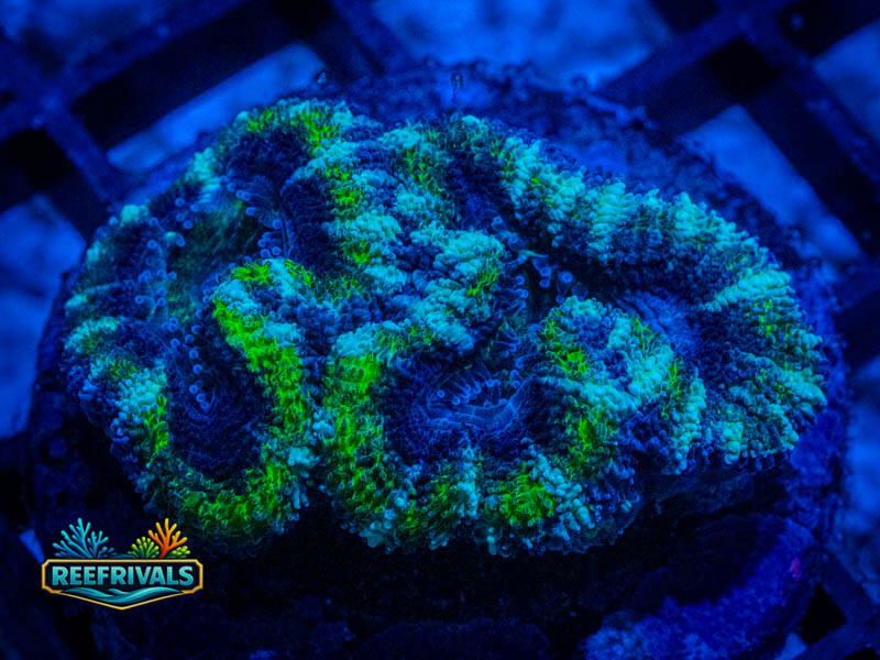 RVL Ice King Acan Lord WYSIWYG coral image | ReefRivals RVL Ice King Acan Lord coral image from ReefRivals, listed as Micromussa sp. and Acans