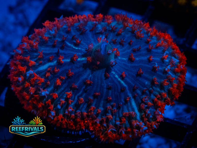 RVL Ultra St. Thomas Mushroom (Big) WYSIWYG coral image | ReefRivals RVL Ultra St. Thomas Mushroom (Big) coral image from ReefRivals, listed as Rhodactis spp. and Mushrooms